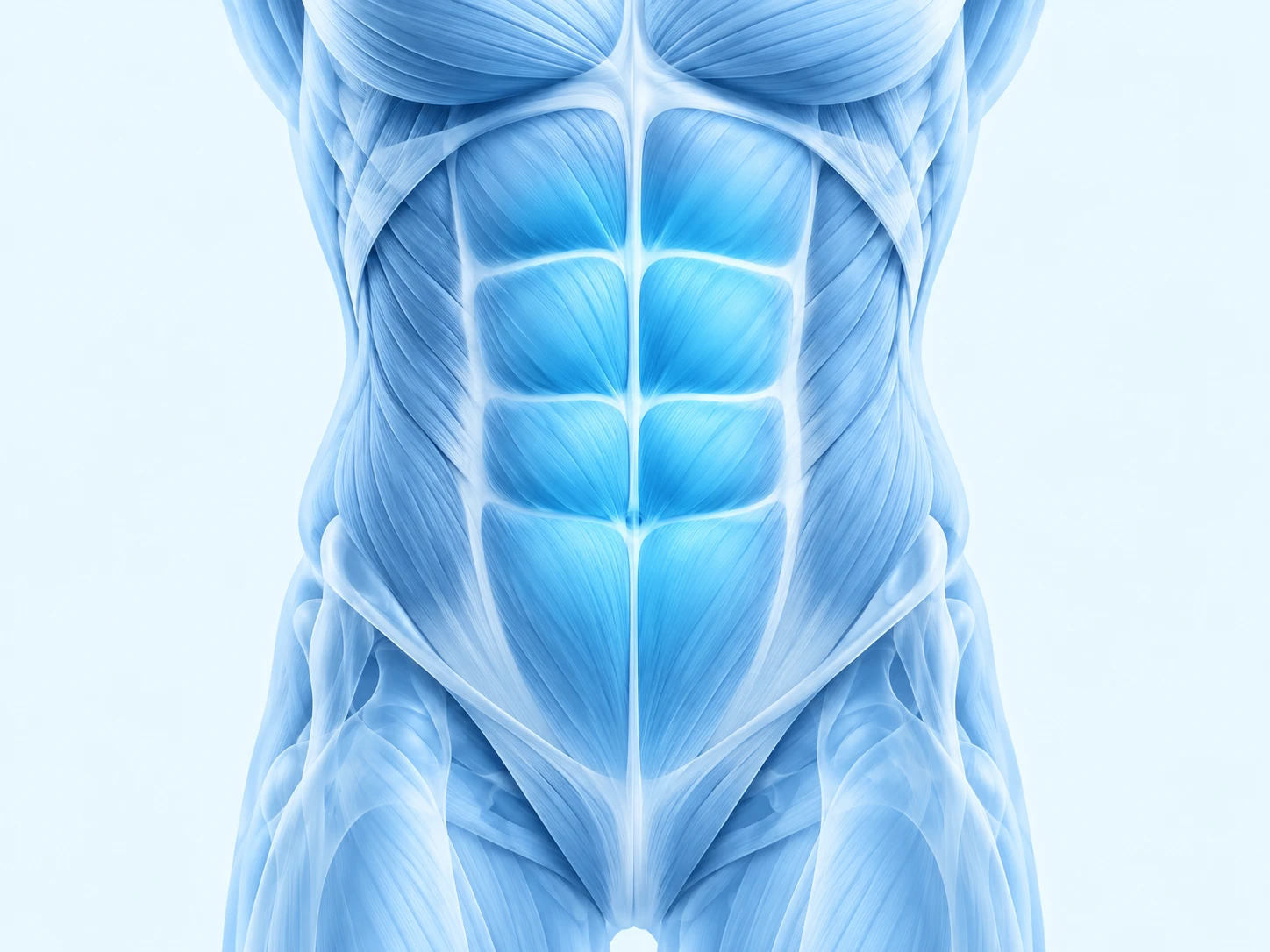 Illustration of abdomen