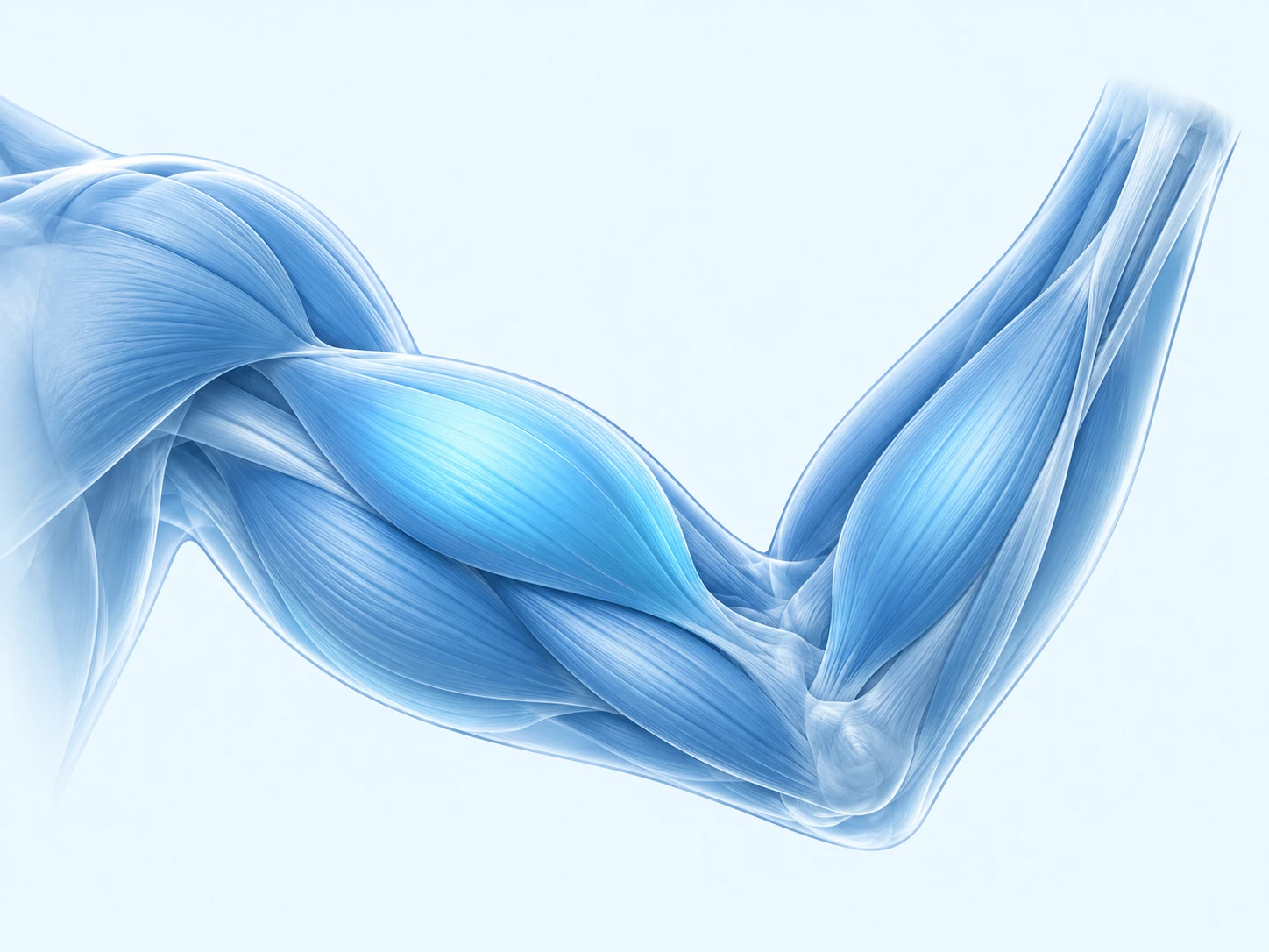 Illustration of arms (biceps and triceps)