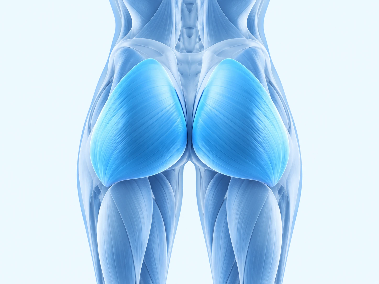Illustration of buttocks